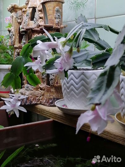 Декабристы и амарилисы