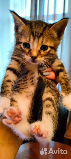 Кошка в дар бесплатно