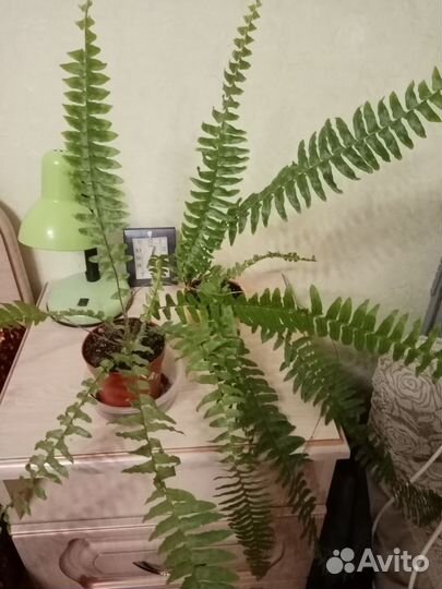 Комнатные растения