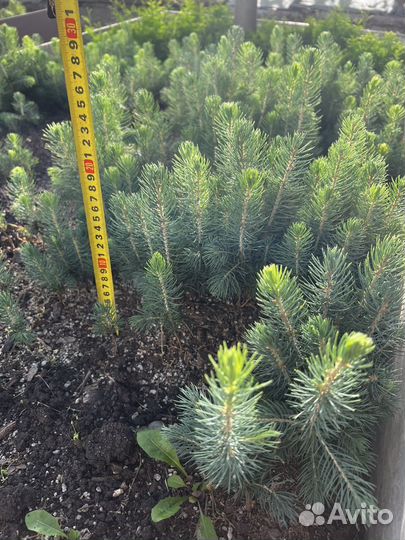 Голубая ель