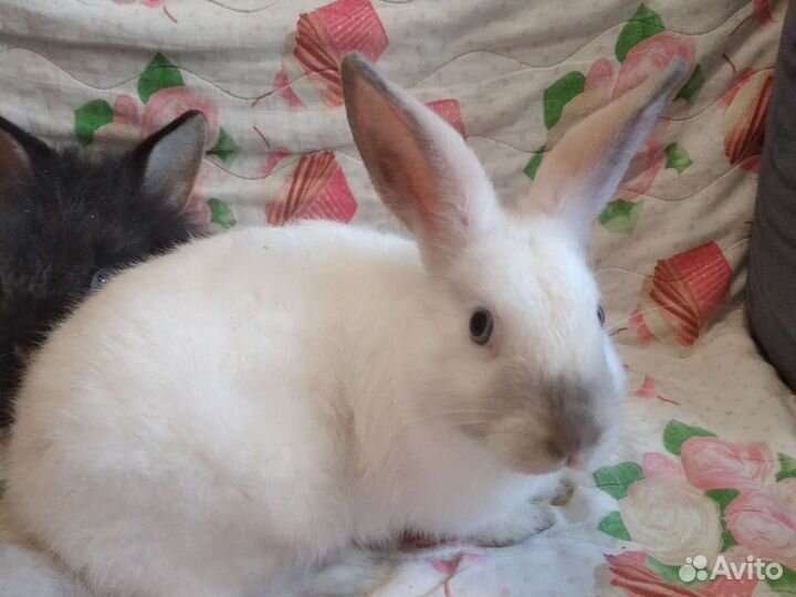 Декоративные кролики