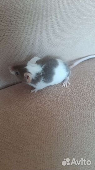 Декоративные мышки оптом и в розницу