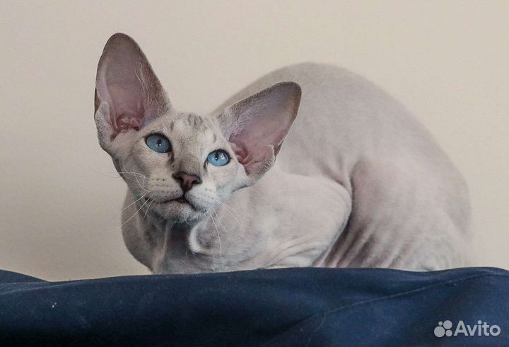 Котик породы Петерболд с документами