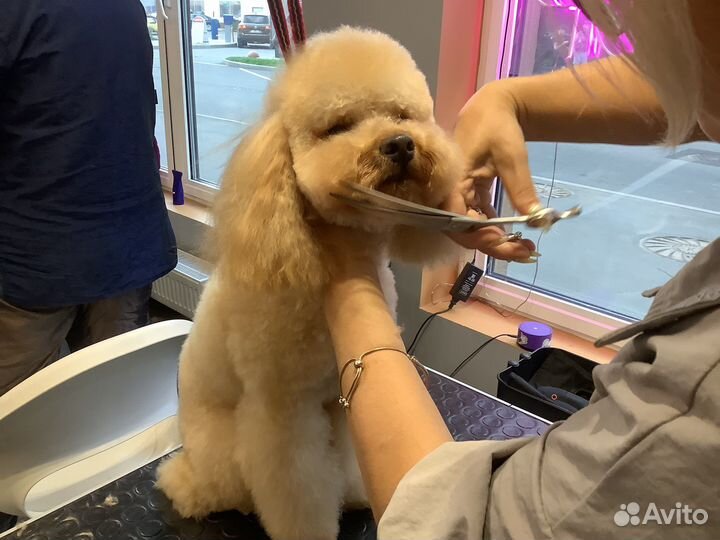 Стрижка собак и кошек/ груминг животных, уход