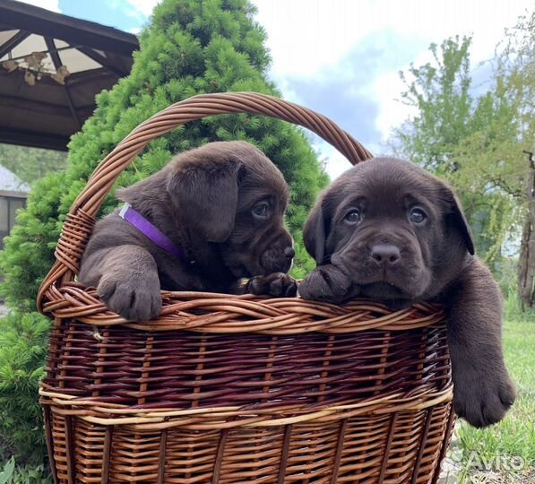 Щенки шоколадного лабрадора