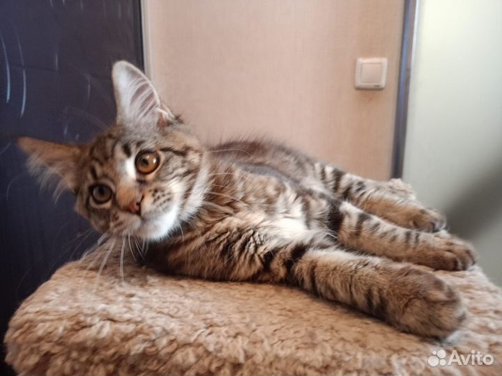 Котята мейн-кун