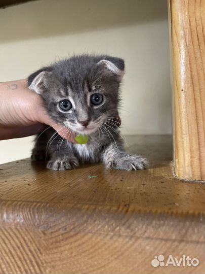 Вислоухие котята