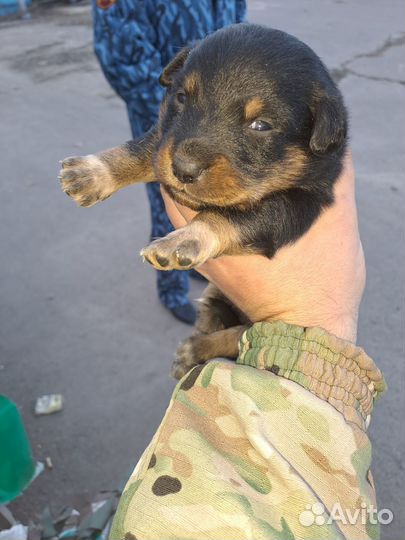 Домашние животные собаки щенки