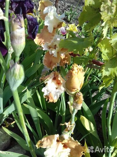 Керрия, жимолость шапочная, ирисы бород,ландыши