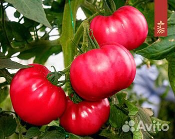 Семена Томата 