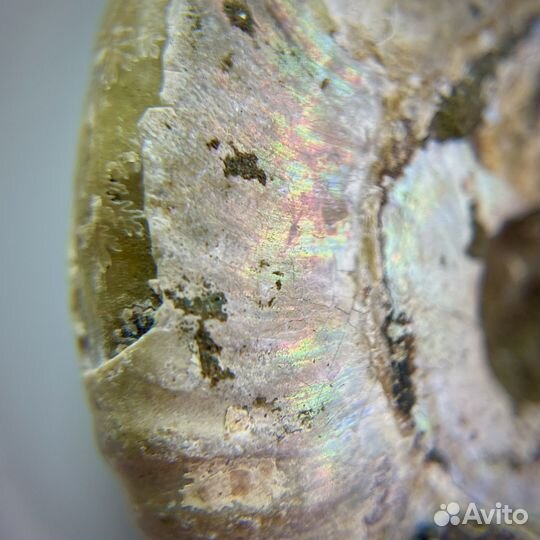 Аммонит окаменелость ископаемое палеонтология