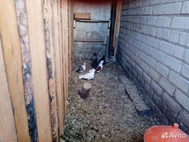 Голуби бабочки николаевские высоко летные