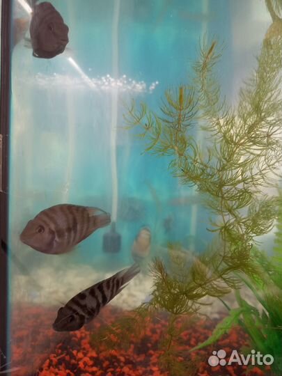 Попугаи/цихлазомы отдам