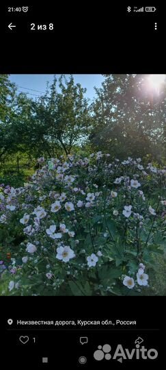 Цветы садовые