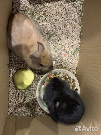 Передержка животных