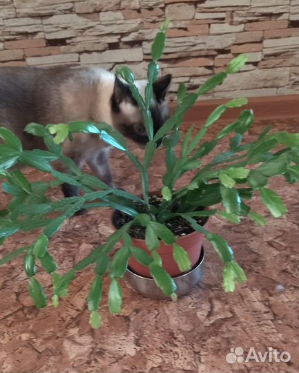 Цветок декабрист