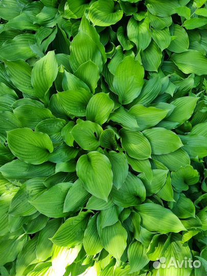 Хоста примула флоксы