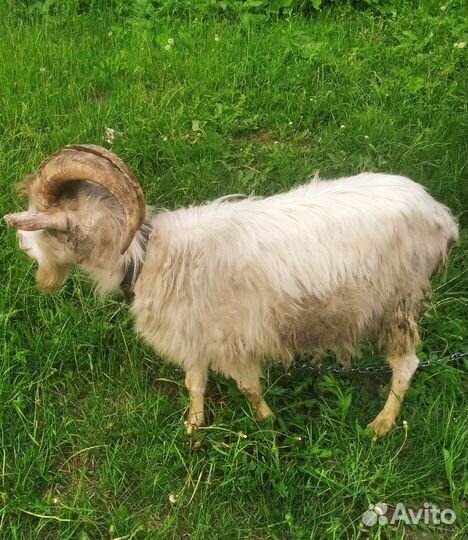 Козлик на племя