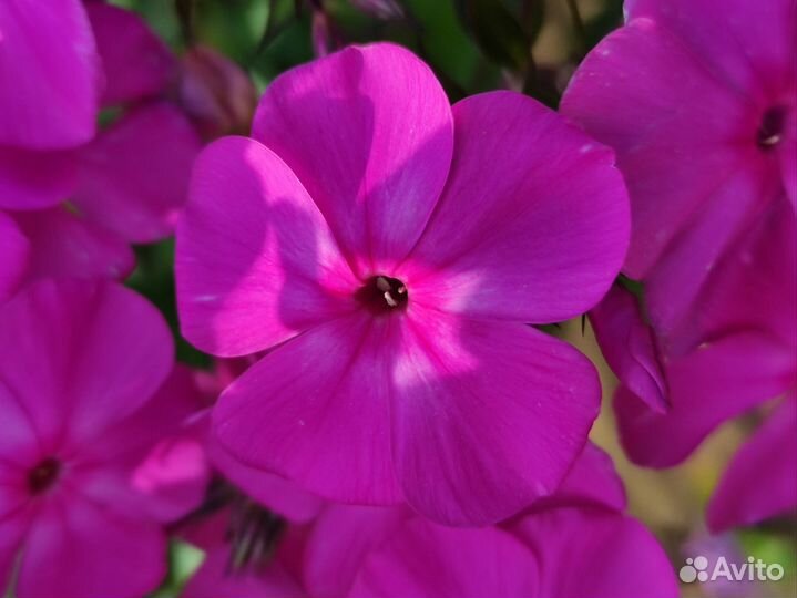 Флоксы многолетние