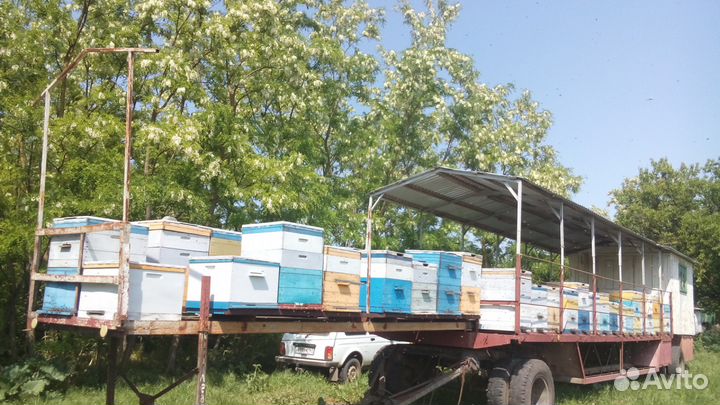 Мёд акациевый, с семейной пасеки