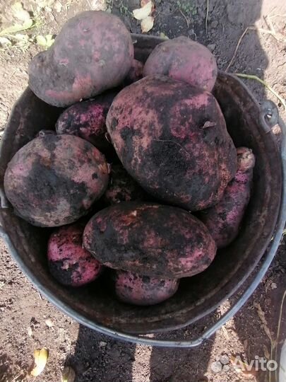 Продам картофель