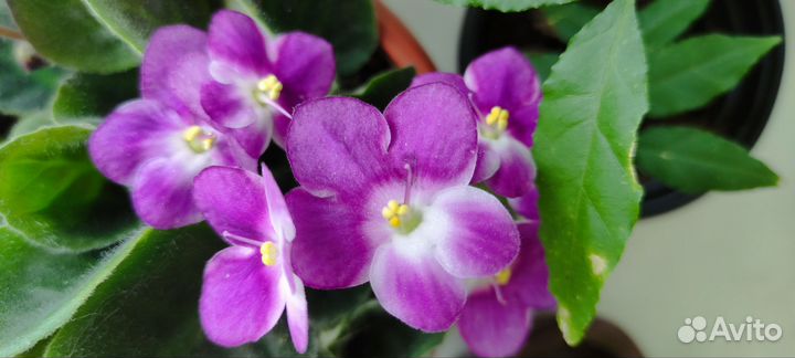 Растения цветы