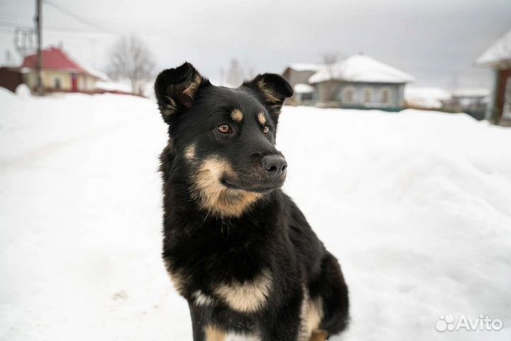 Собака в добрые руки