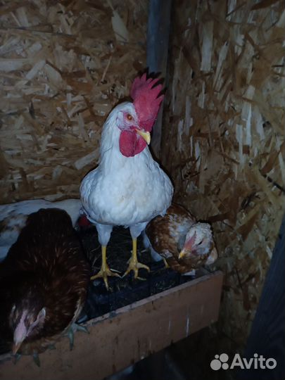 Молодые петухи