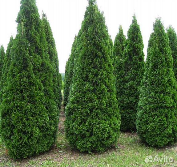 Туя смарагд