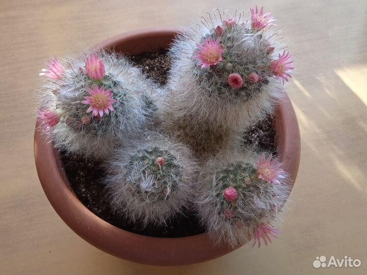 Кактус маммилярия