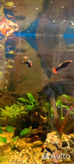 Рыбки пецилии