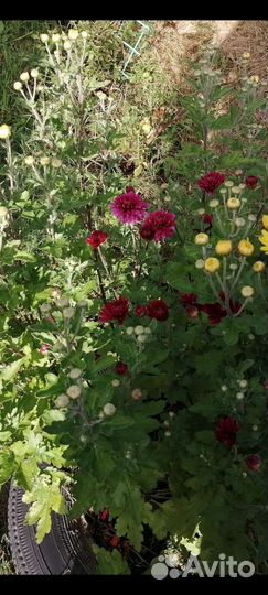 Хризантема