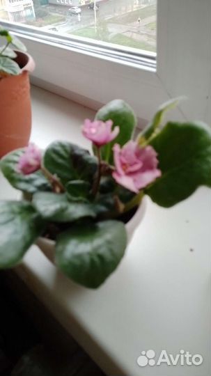 Сортовые фиалки