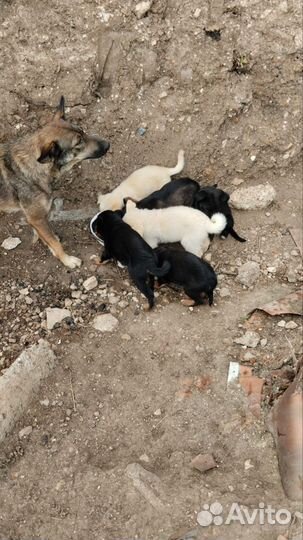 Щенки (щенок) В добрые руки 1 месяц