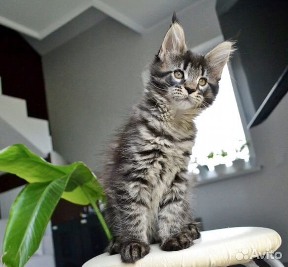 Котята мейн-кун