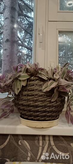 Традесканция зебрина розовая