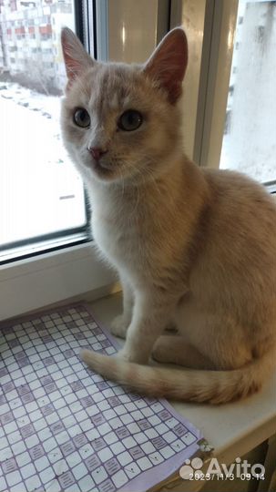 Кот 5 месяцев