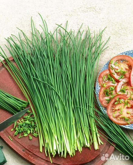 Лук шнитт / многолетний лук