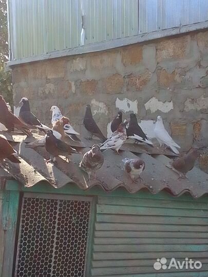 Бойные голуби