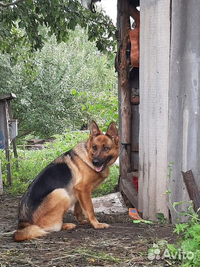 Немецкая овчарка