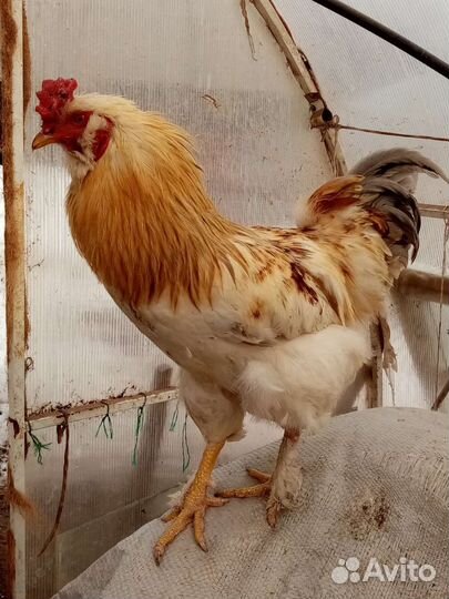 Породистые молодые петухи