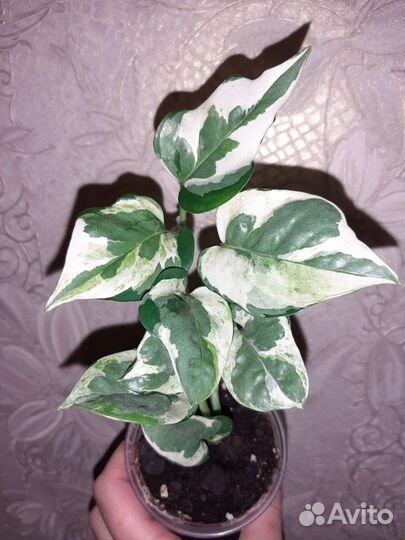 Сциндапсус (эпипремнум) Пиктус, ии