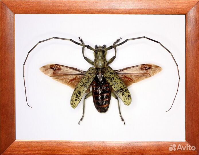 Большой Жук усач Pseudomeges marmoratus