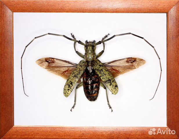 Большой Жук усач Pseudomeges marmoratus