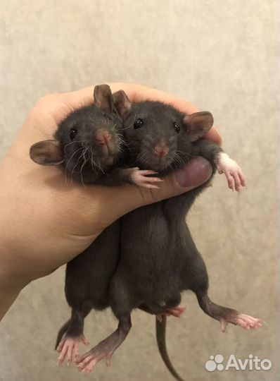 Чёрненькие Дамбо малыши крысята