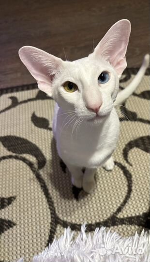 Кот вязка