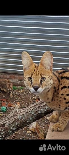 Саванна кот