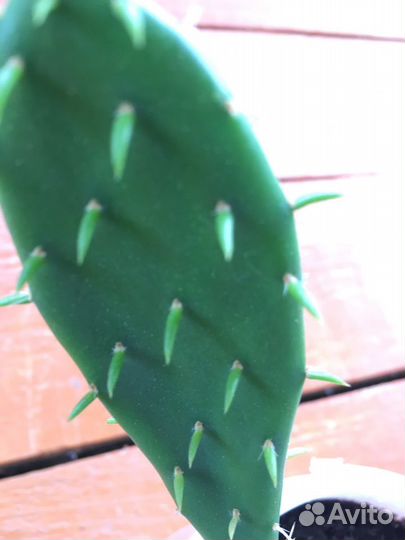 Кактус опунция