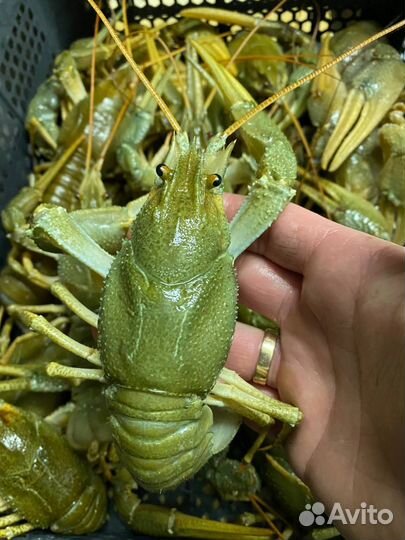 Живые раки оптом, микс 40-100гр в Челябинске