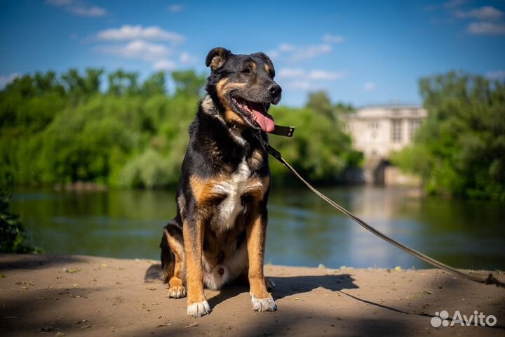 Настоящий Герцог собака из приюта в добрые руки